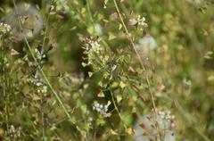 Evergestis frumentalis