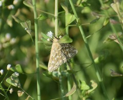 Evergestis frumentalis