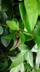 Lymantria xylina