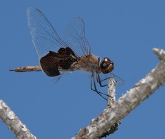 Tramea carolina