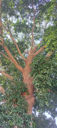 Cariniana legalis, photograph 2