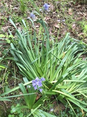 Hyacinthoides hispanica