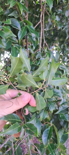 Cariniana legalis, photograph 5