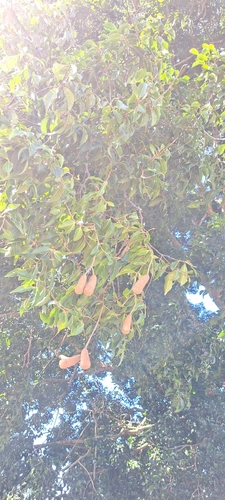 Cariniana legalis, photograph 6