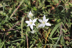 Ornithogalum orthophyllum