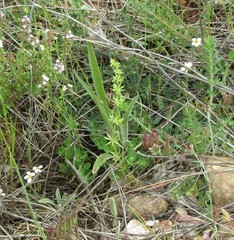 Phleum pratense