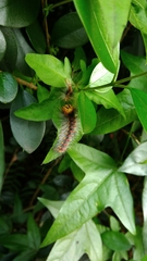 Lymantria xylina