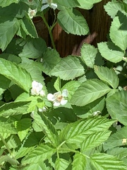 Apis mellifera