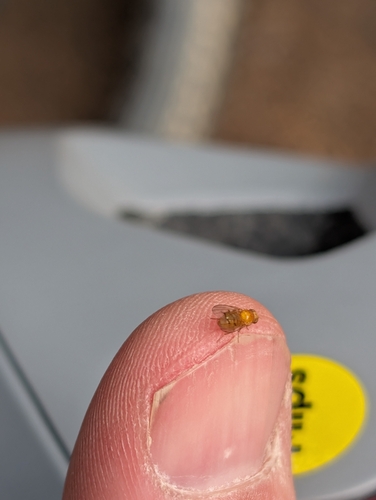 iNaturalist observation photo of Flies