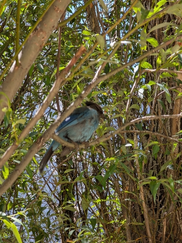 iNaturalist observation photo of Steller's Jay