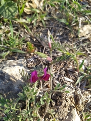 Vicia sativa amphicarpa