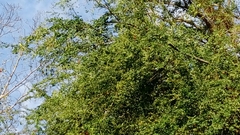 Pithecellobium dulce