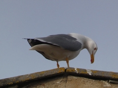 Larus michahellis