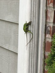 Anolis carolinensis