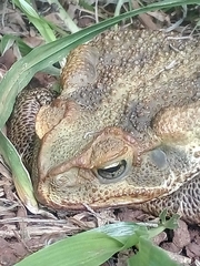 Rhinella diptycha