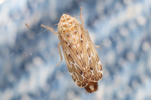 Turrutus personatus