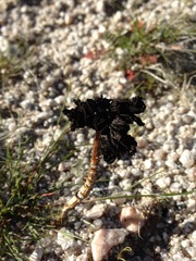 Montagnea arenaria