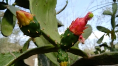 Opuntia cochenillifera