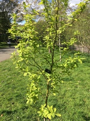 Lindera umbellata