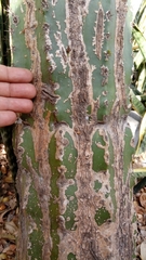 Pachycereus pecten-aboriginum