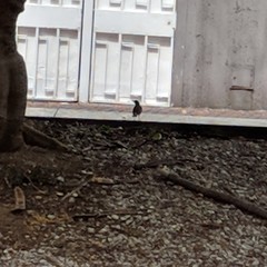 Turdus maculirostris