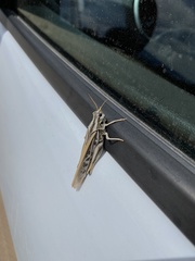 Pardalophora apiculata