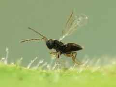 Anaphes