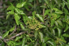 Amyris texana