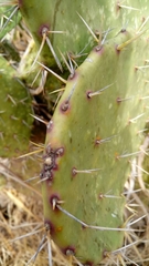 Opuntia fuliginosa