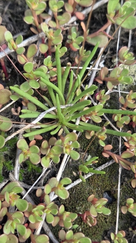 Phemeranthus parviflorus, photograph 3