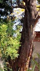 Astianthus viminalis