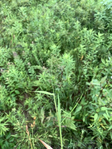 Dichanthelium implicatum observed 2026-07-04