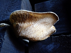 Neolentinus