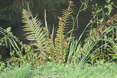 Dryopteris affinis