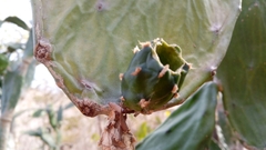Opuntia cochenillifera