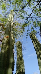 Pachycereus pecten-aboriginum