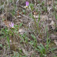 Primula clevelandii gracilis