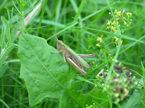 Chorthippus dorsatus