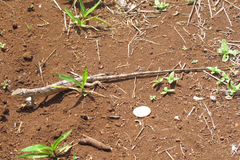 Polychrus acutirostris