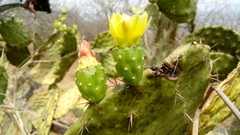 Opuntia fuliginosa