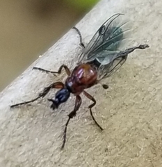 Dilophus strigilatus