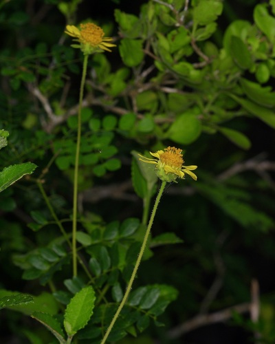 Simsia calva, photograph 2