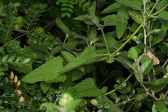 Simsia calva, photograph (c) Michelle W. （鍾偉瑋）, some rights reserved (CC BY)
