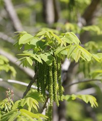 Juglans ailantifolia