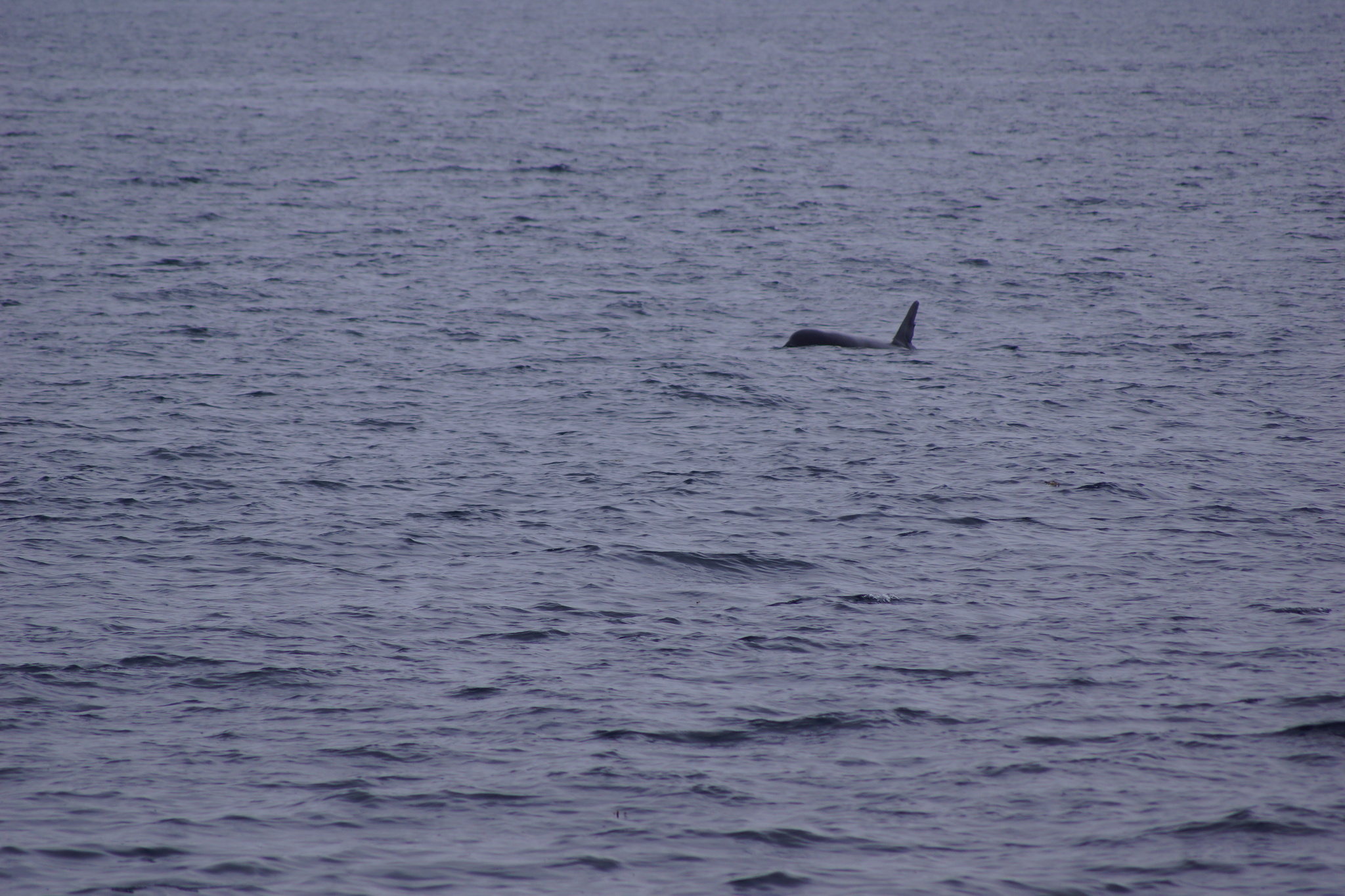 Orcinus orca