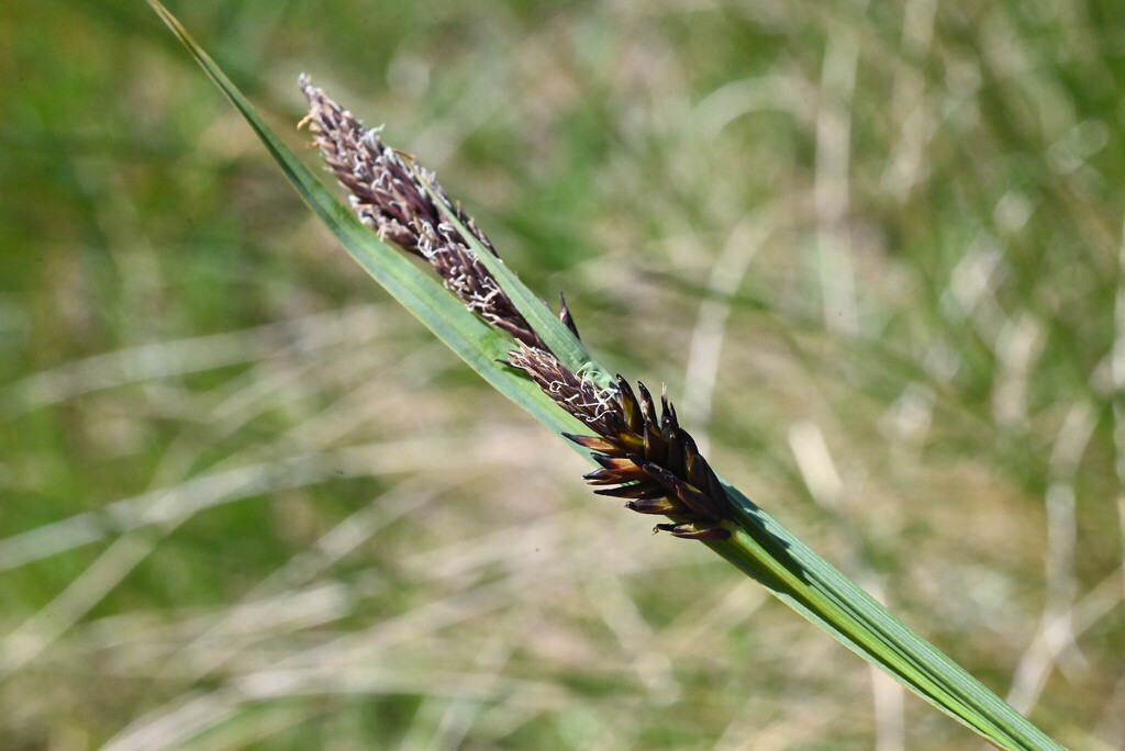 Carex raynoldsii; photograph (c) Anders Hastings, some rights reserved (CC BY)
