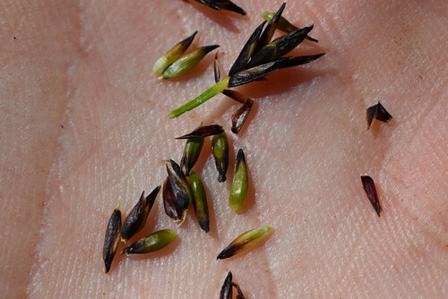Carex raynoldsii, photograph 1