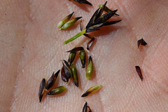 (c) Anders Hastings, some rights reserved (CC BY) Carex raynoldsii, photograph (c) Anders Hastings, some rights reserved (CC BY)