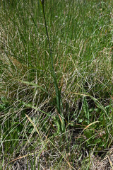 (c) Anders Hastings, some rights reserved (CC BY) Carex raynoldsii, photograph (c) Anders Hastings, some rights reserved (CC BY)