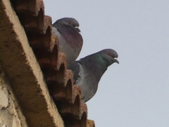 Columba livia